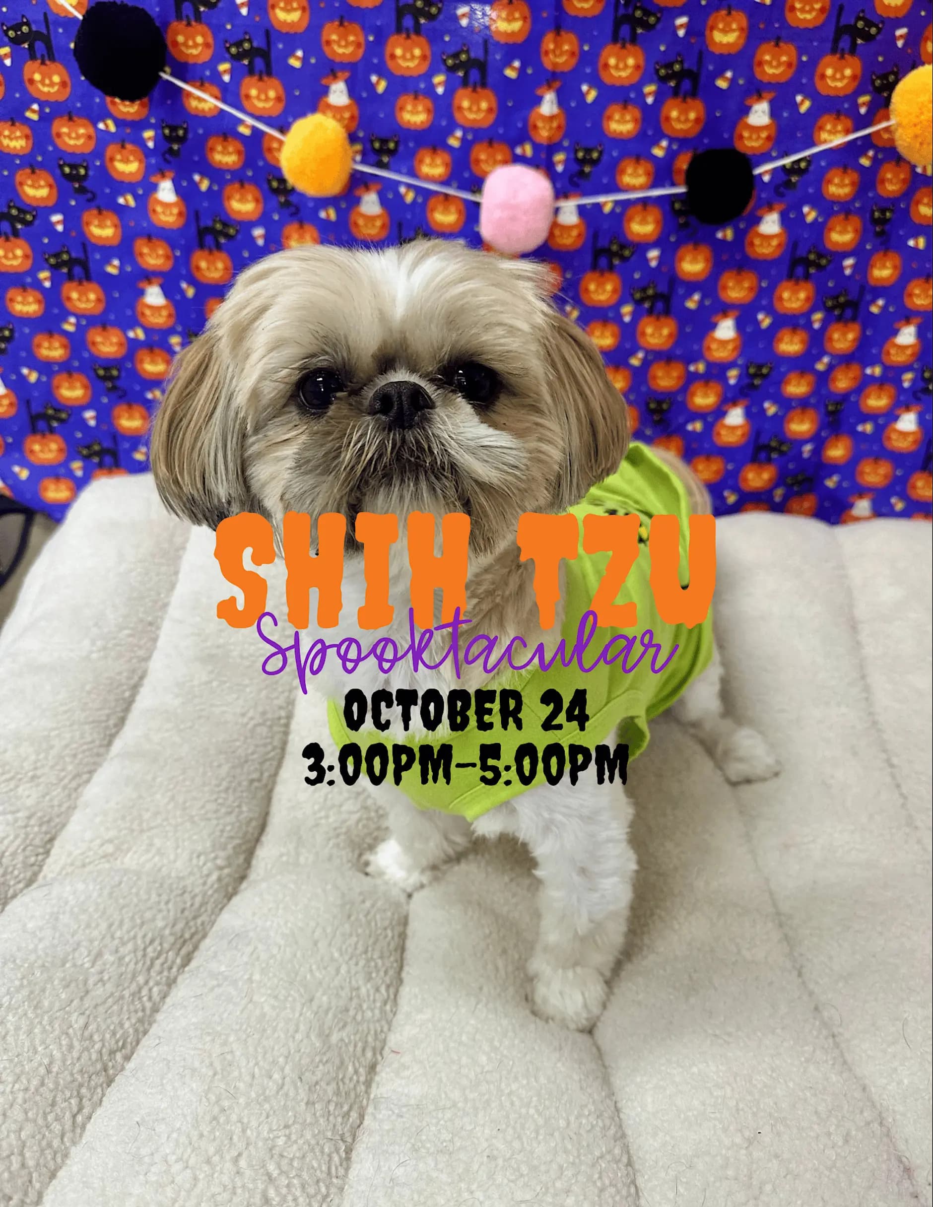 Spooktacular Shih-Tzu Meetup!
